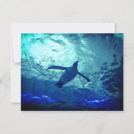 Pinguin Schwimmen Postkarte