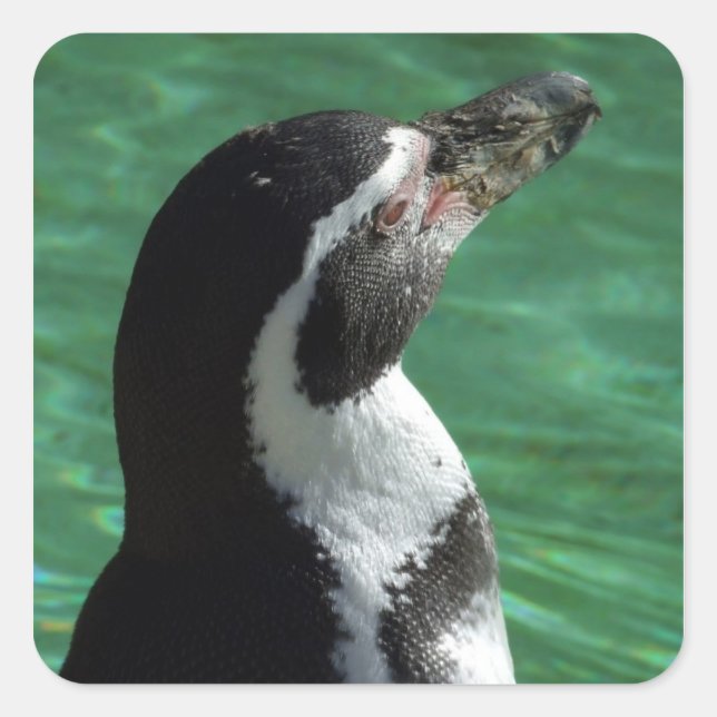 Pinguin Stickers (Vorderseite)