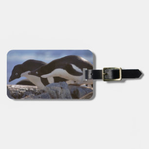 Pinguin-tastic Gepäckanhänger