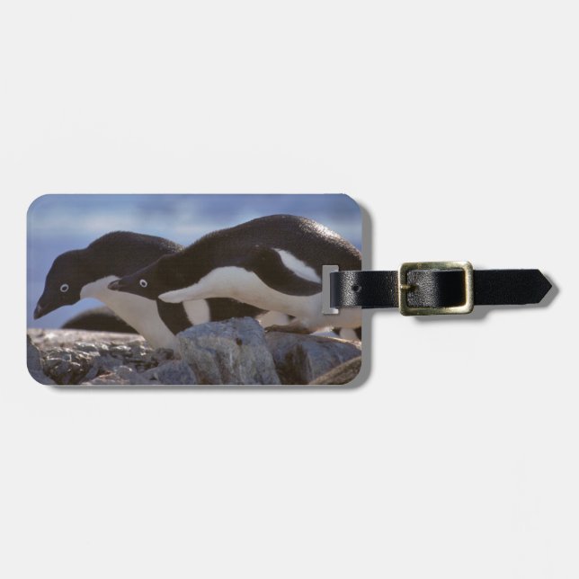 Pinguin-tastic Gepäckanhänger (Vorderseite horizontal)