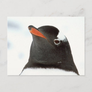 pinguin-tastisch postkarte