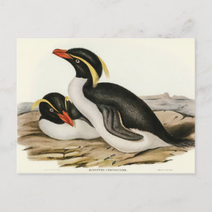 Pinguin von Elizabeth Gould Postkarte