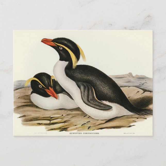 Pinguin von Elizabeth Gould Postkarte (Vorderseite)