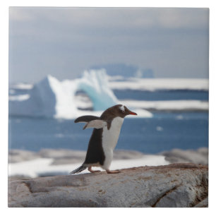 Pinguin vor einem Eisbogen Fliese