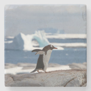 Pinguin vor einem Eisbogen Steinuntersetzer