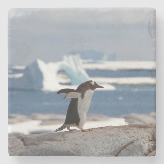 Pinguin vor einem Eisbogen Steinuntersetzer (Vorderseite)