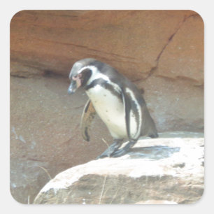 Pinguin, Wildtiere, Tiere, Wildvögel, Zoo, Sommer Quadratischer Aufkleber