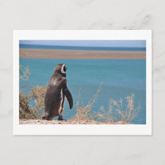 Pinguin will zu gehen postkarte