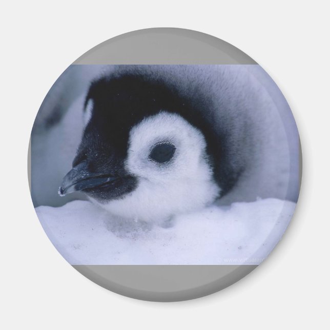 Pinguinbaby Magnet (Vorne)