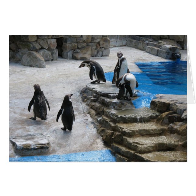 Pinguine (Vorderseite (Horizontal))