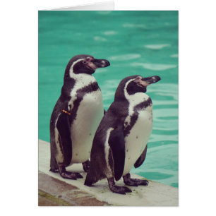 Pinguine