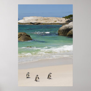 Pinguine am Boulders Beach, Simons Town, Süd 2 Poster