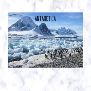 Pinguine auf der Insel Pourquoi Pas Antarktika Postkarte