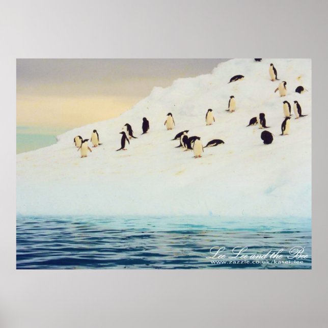 Pinguine auf Eis, drucken Poster (Vorne)
