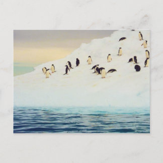 Pinguine auf Eis, Postkarte