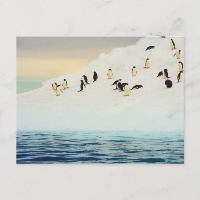 Pinguine auf Eis, Postkarte (Vorderseite)