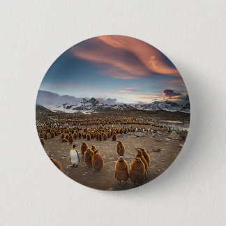 Pinguine bei Sonnenuntergang Button