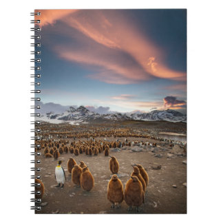 Pinguine bei Sonnenuntergang Notizblock