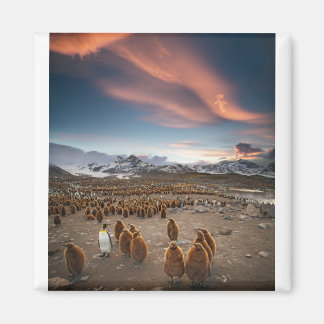 Pinguine bei Sunset Magnet