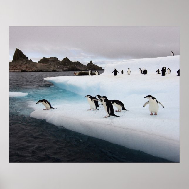 Pinguine chinstrap, Pygoscelis antarctica, 2 Poster (Vorne)