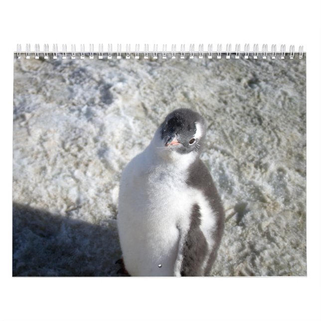 Pinguine der Antarktis Kalender (Titelbild)