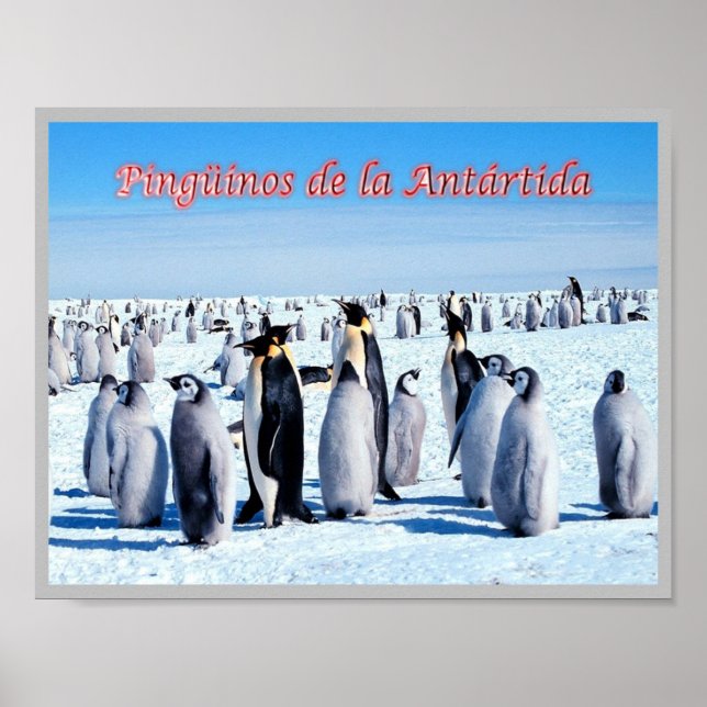 Pinguine der Antarktis - Poster (Vorne)