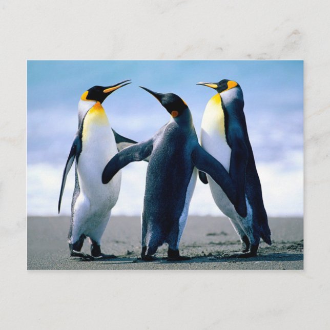 Pinguine - Foto Maravilhosa Postkarte (Vorderseite)