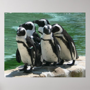 Pinguine Foto Print Poster