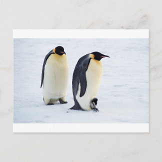 Pinguine Frost-Eis-Snowbird-Wetter-niedliche Tiere Postkarte