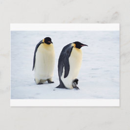Pinguine Frost-Eis-Snowbird-Wetter-niedliche Tiere Postkarte