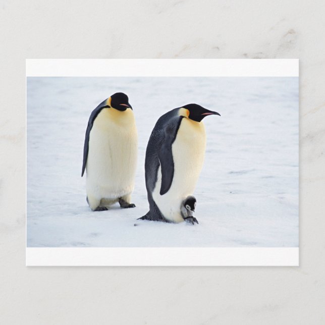 Pinguine Frost-Eis-Snowbird-Wetter-niedliche Tiere Postkarte (Vorderseite)