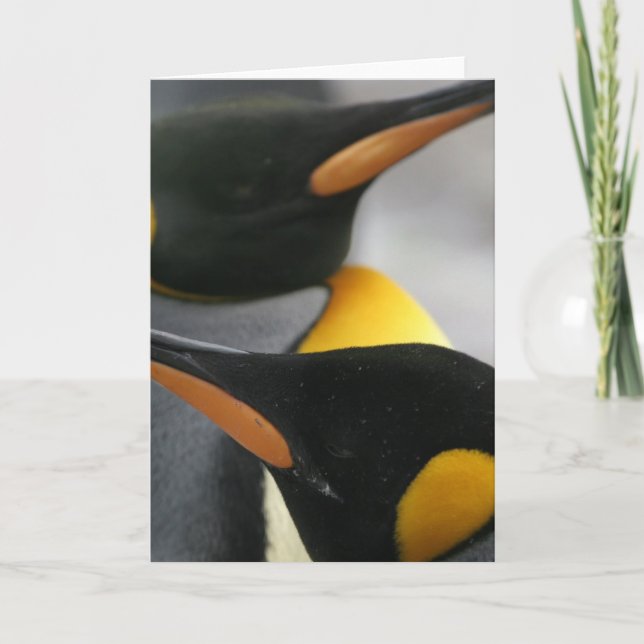 Pinguine-Grußkarte Karte (Vorderseite)