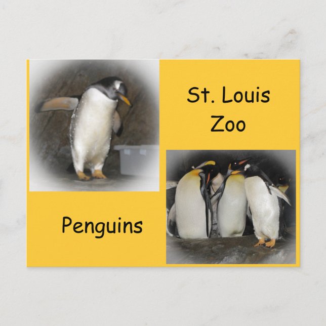 Pinguine im Zoo Postkarte (Vorderseite)
