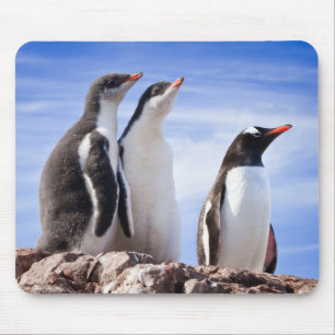 Pinguine in der Antarktis Mousepad