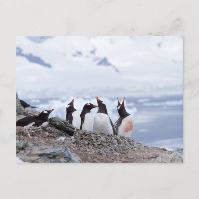 Pinguine in der Antarktis Postkarte (Vorderseite)