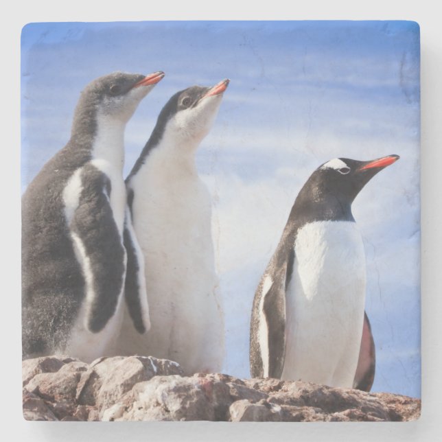 Pinguine in der Antarktis Steinuntersetzer (Vorderseite)
