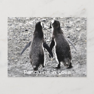 Pinguine in der Liebe Postkarte
