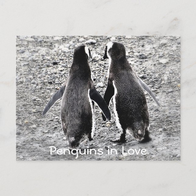 Pinguine in der Liebe Postkarte (Vorderseite)