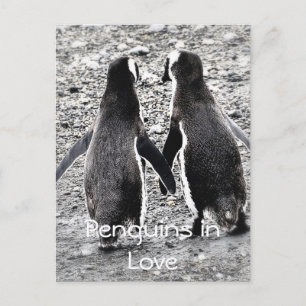 Pinguine in der Liebe Postkarte