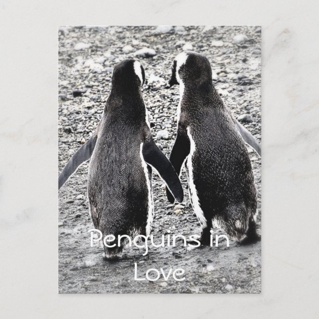 Pinguine in der Liebe Postkarte (Vorderseite)