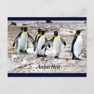 Pinguine in frigider Antarktis Postkarte