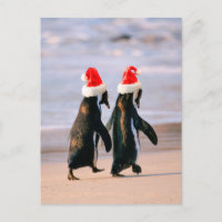 Pinguine in Weihnachtsmannmützen am Strand