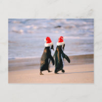 Pinguine in Weihnachtsmannmützen am Strand