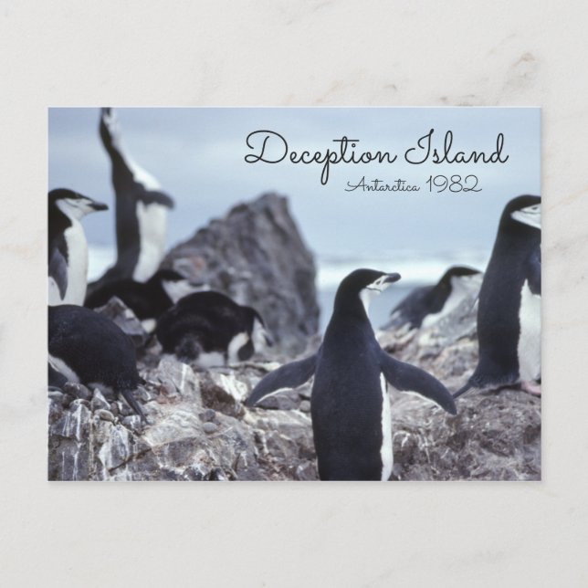 Pinguine Insel der Antarktis-Täuschung Postkarte (Vorderseite)