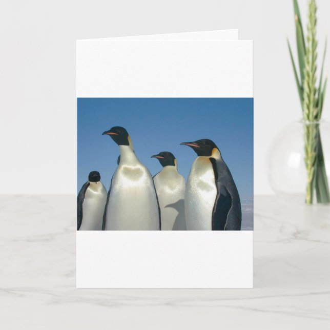 PINGUINE KARTE (Vorderseite)