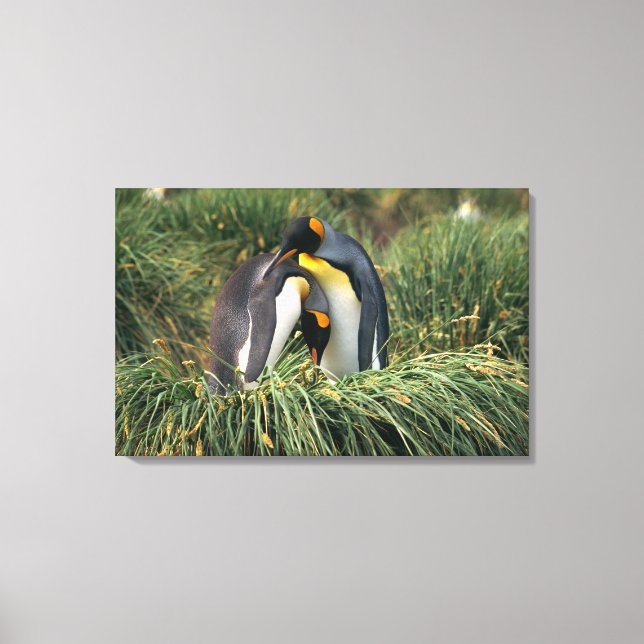 Pinguine Leinwanddruck (Vorderseite)