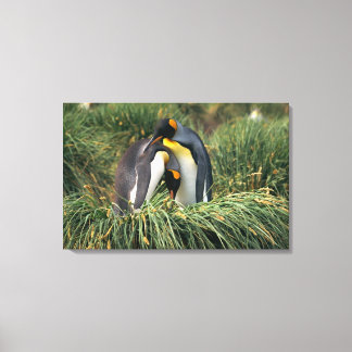 Pinguine Leinwanddruck