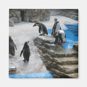 Pinguine Magnet