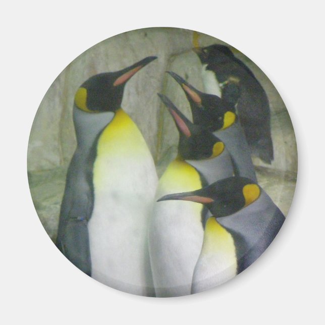 Pinguine, Magnet (Vorne)
