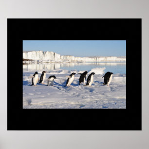 Pinguine Poster
